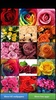 Roses HD Wallpapers screenshot 8