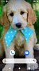 Cute Dog Wallpaper screenshot 8