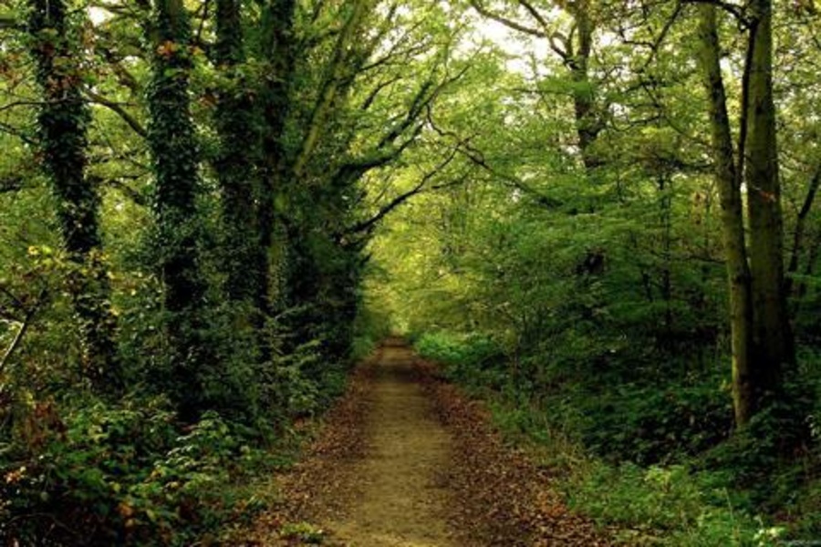 Forest Jigsaw Puzzles - Preview 5