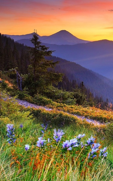 Mountain Flower Live Wallpaper - Preview 7