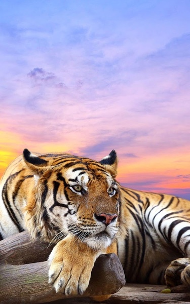 Wild animals Live Wallpaper - Preview 4