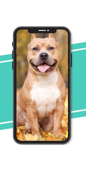 Pitbull Wallpaper - Preview 2