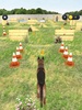 My Dog (Dog Simulator) screenshot 6