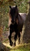 Horse Live Wallpaper screenshot 6