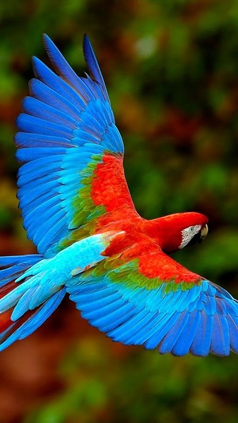 Bird Live Wallpaper - Preview 5