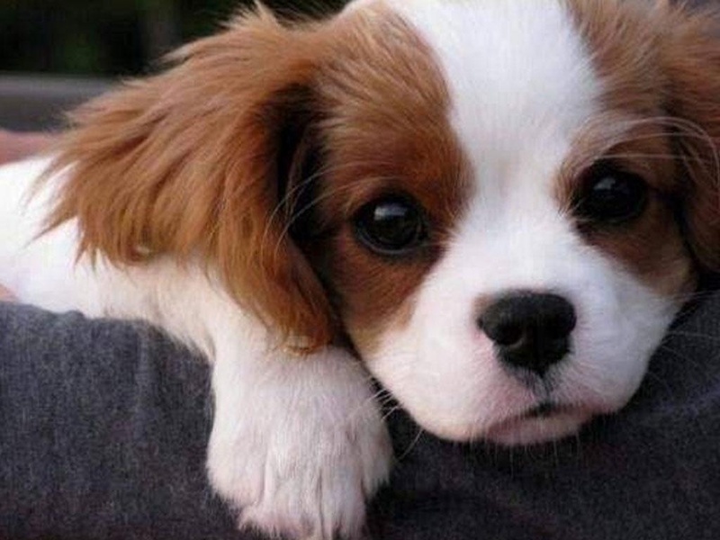 Free Puppy Dog Wallpaper - Preview 11