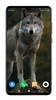 Wolf Wallpaper 4K screenshot 1