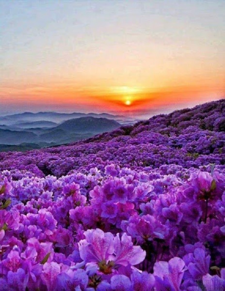 sunset wallpapers - Preview 5