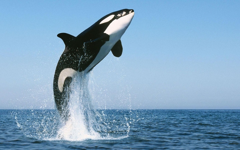 Whale Live Wallpaper - Preview 2