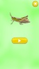 Insect Sounds screenshot 13