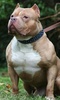 Pit Bulls Dogs Jigsaw Puzzle screenshot 4