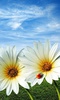 Flowers Live Wallpaper screenshot 3