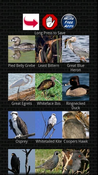 Classic Bird Calls - Preview 4