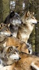 Wolves Live Wallpaper screenshot 8
