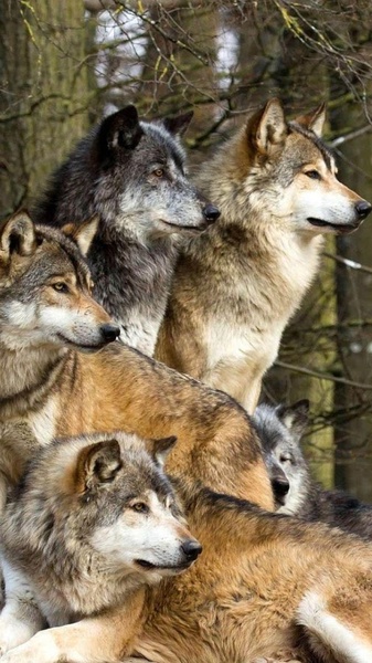 Wolves Live Wallpaper - Preview 8