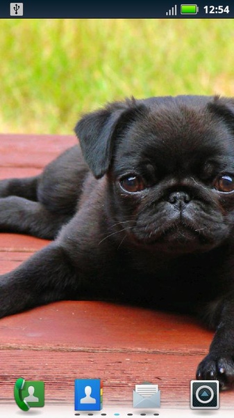 Playful Pugs Live Wallpaper - Preview 3