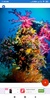 Coral Reef HD Wallpapers screenshot 3