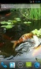 Japanese Koi Fish screenshot 4