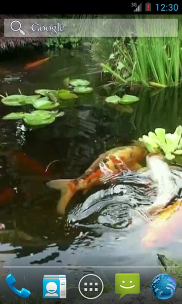 Japanese Koi Fish - Preview 4