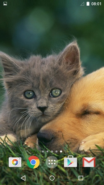 Cute Animals Live Wallpaper - Preview 5