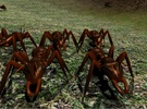 Ant Simulation screenshot 7