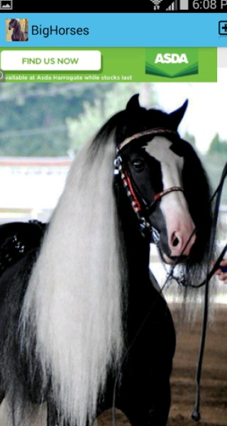 BigHorses - Preview 8