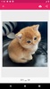 خلفيات قطط كيوت بدون نت screenshot 4