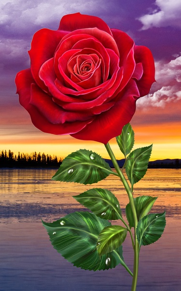 Rose - Preview 5