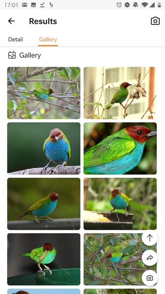 Picture Bird - Bird Identifier - Preview 9