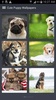 Cute Puppy Wallpapers screenshot 3