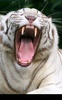 Bengal Tiger screenshot 3