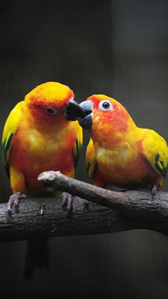 Birds Live Wallpaper - Preview 7