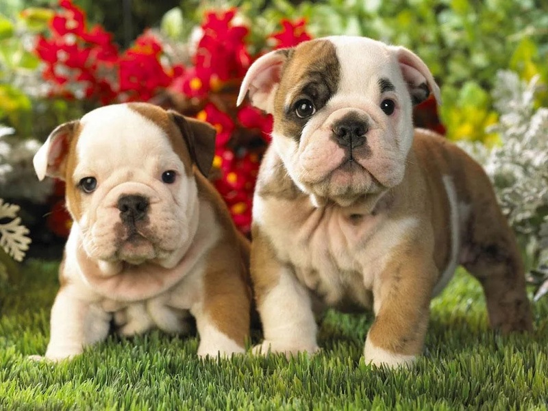 Cute Puppy Dog HD - Preview 3