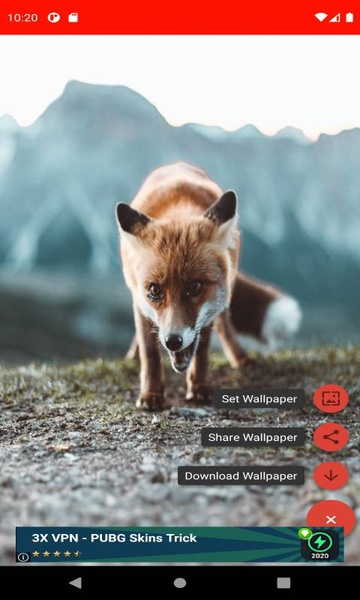 The most beautiful fox pictures around the world of 4K - Preview 3