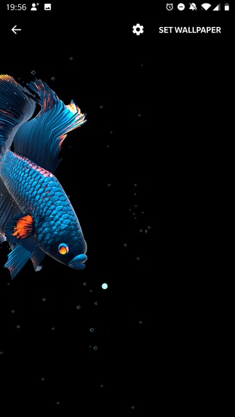 Betta Fish Live Wallpaper - Preview 2