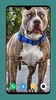 Pitbull Dog Wallpaper 4K screenshot 2