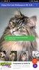Cats Wallpapers HD & Backgrounds HD screenshot 9
