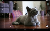 British Shorthair screenshot 6