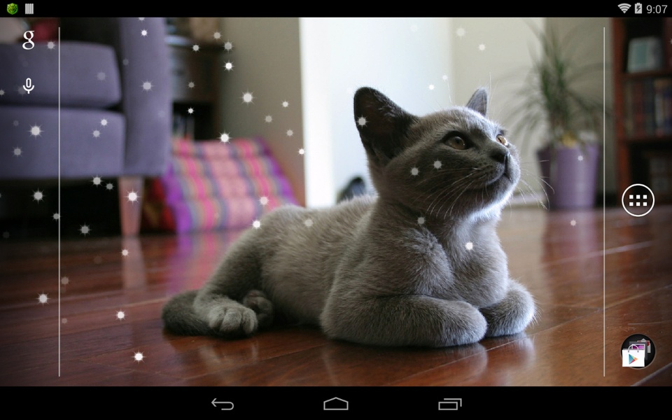 British Shorthair - Preview 6