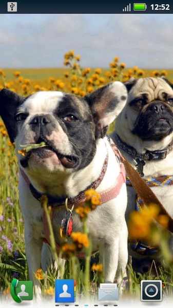 Playful Pugs Live Wallpaper - Preview 4