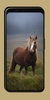 Horse Wallpaper screenshot 5