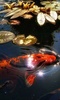 Koi Fish Live Wallpaper screenshot 6