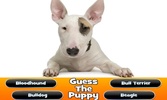 Guess The Puppy Breed Trivia screenshot 10