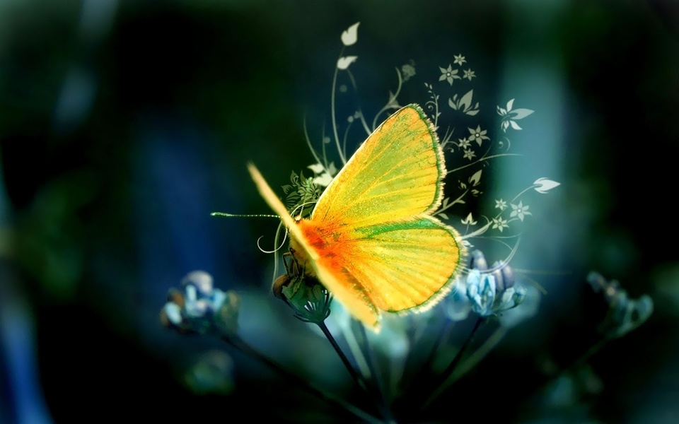 Butterflies Live Wallpaper - Preview 2