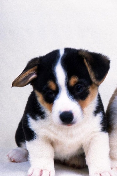 Dog Wallpaper - Preview 2