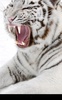 Bengal Tiger screenshot 4