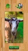 Goats Puzzle screenshot 1