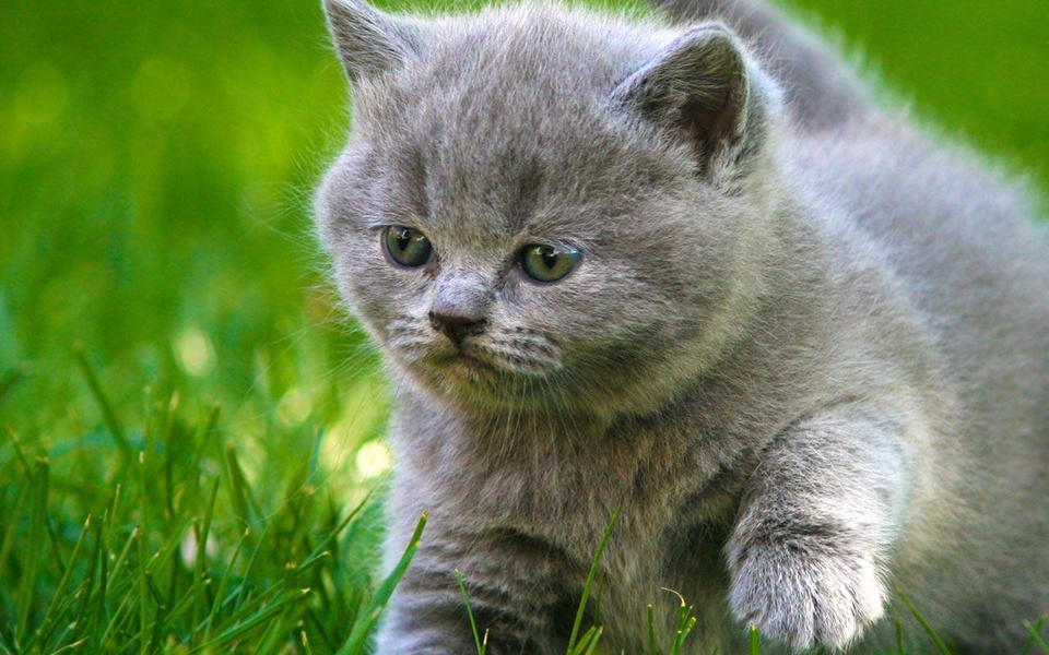 Cat Live Wallpaper - Preview 2