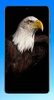 Eagle Wallpaper HD screenshot 4