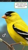 iBird Lite screenshot 23